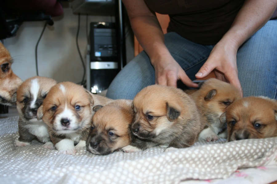 Puppies